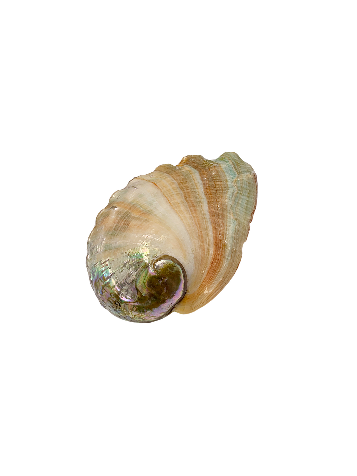 Small Abalone Shell 2.5-3"