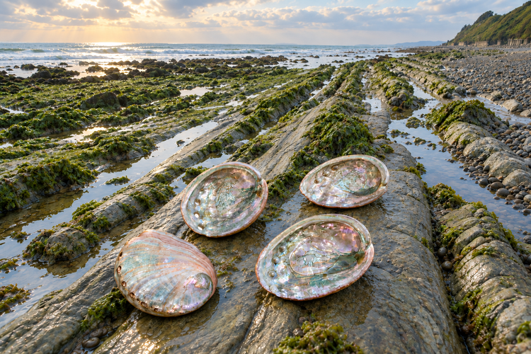 Clean high-resolution abalone shells with smoother natural texture