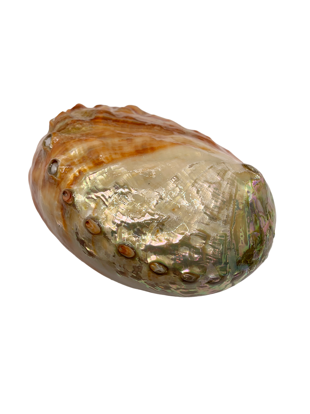 Medium Abalone Shell 3.5 - 4"