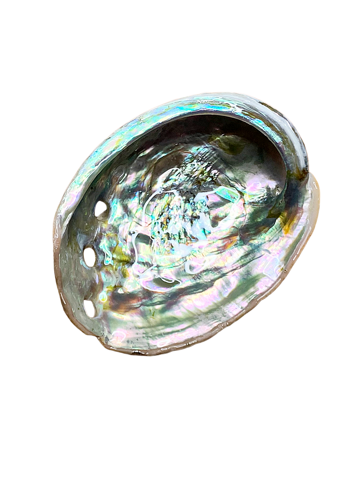 Medium Abalone Shell 3.5 - 4"