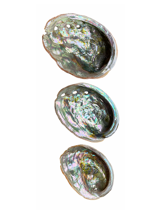 Abalone Shell Set - 3 Sizes