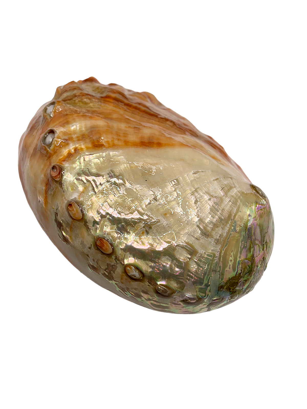 Large Abalone Shell 4-6"