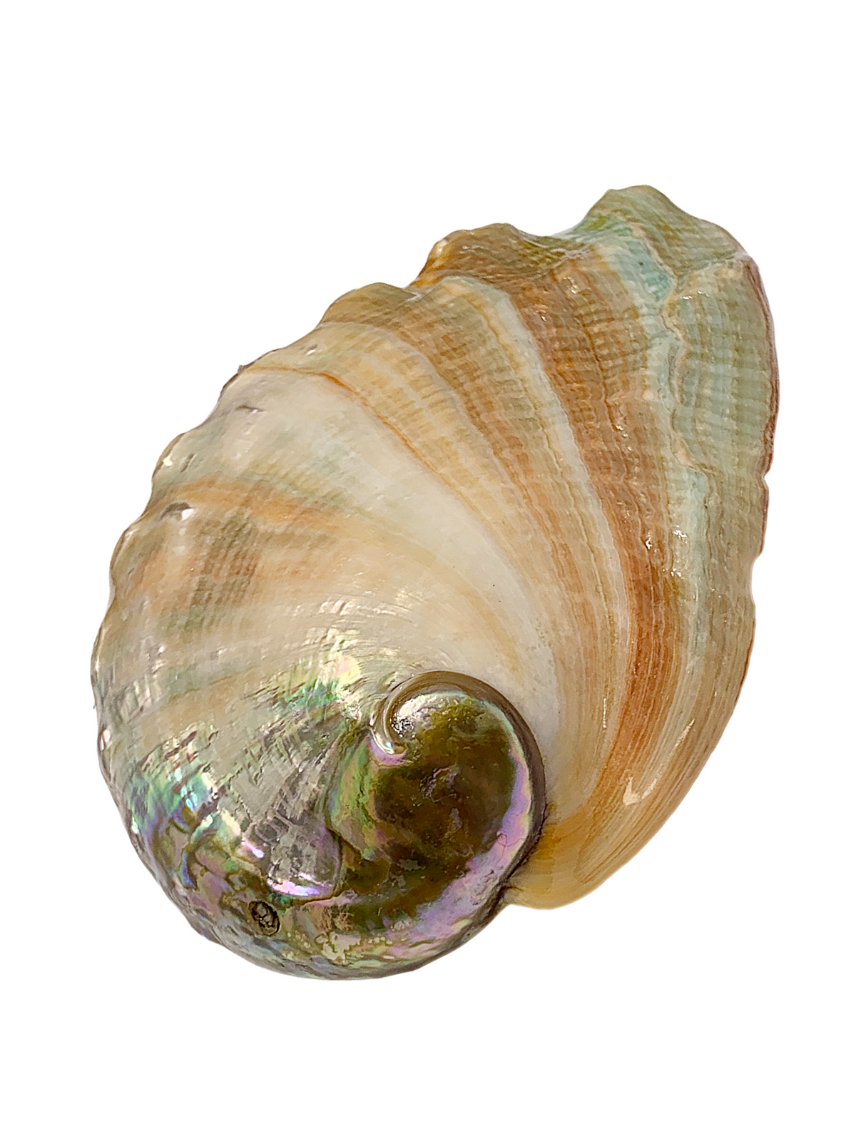 Abalone Shell Set - 3 Sizes