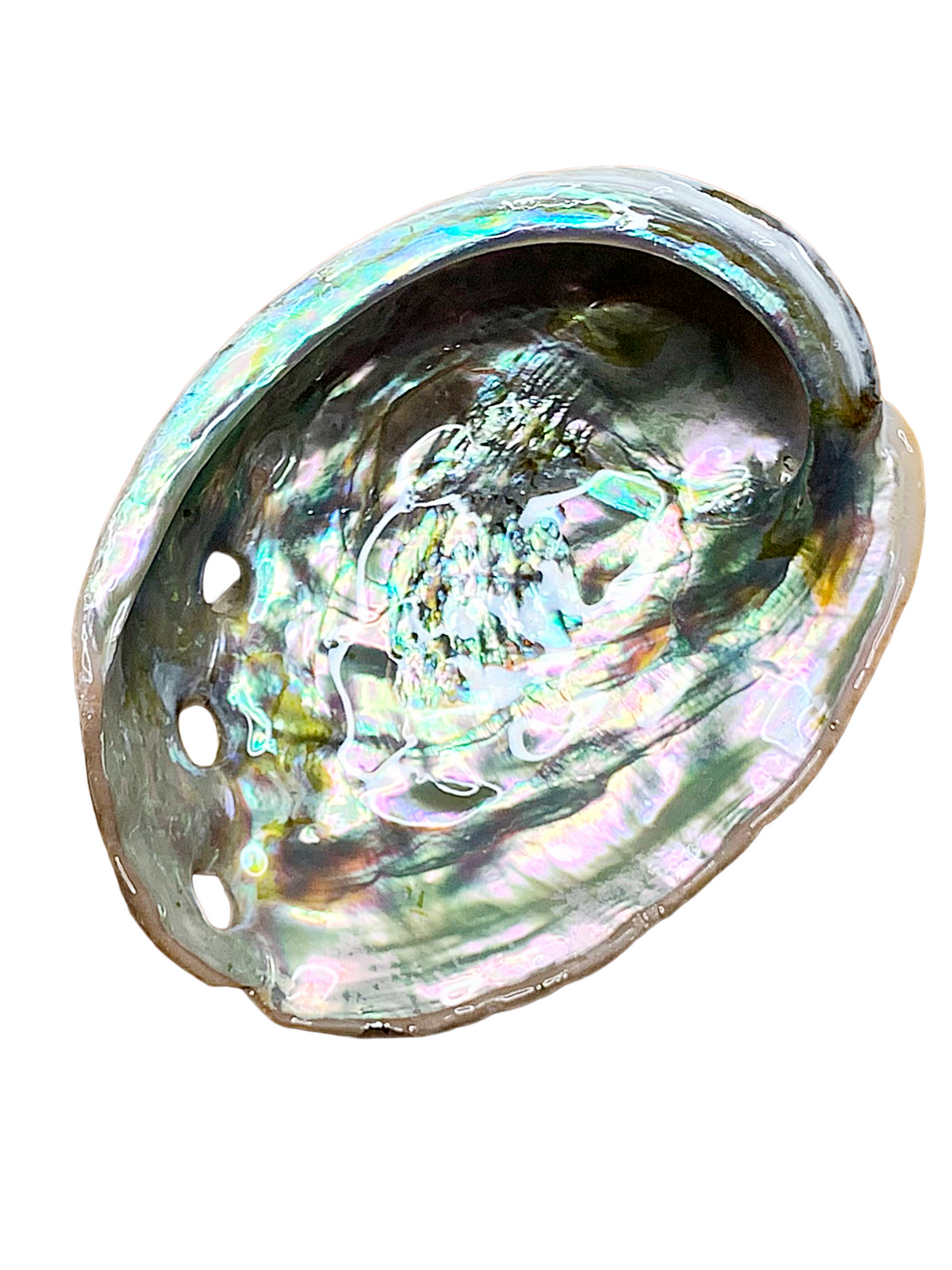 Large Abalone Shell 4-6"