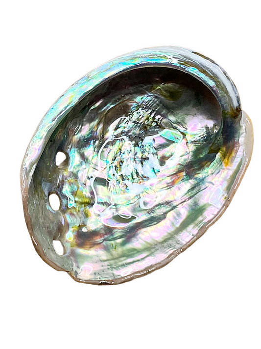 Large Abalone Shell 4-6"