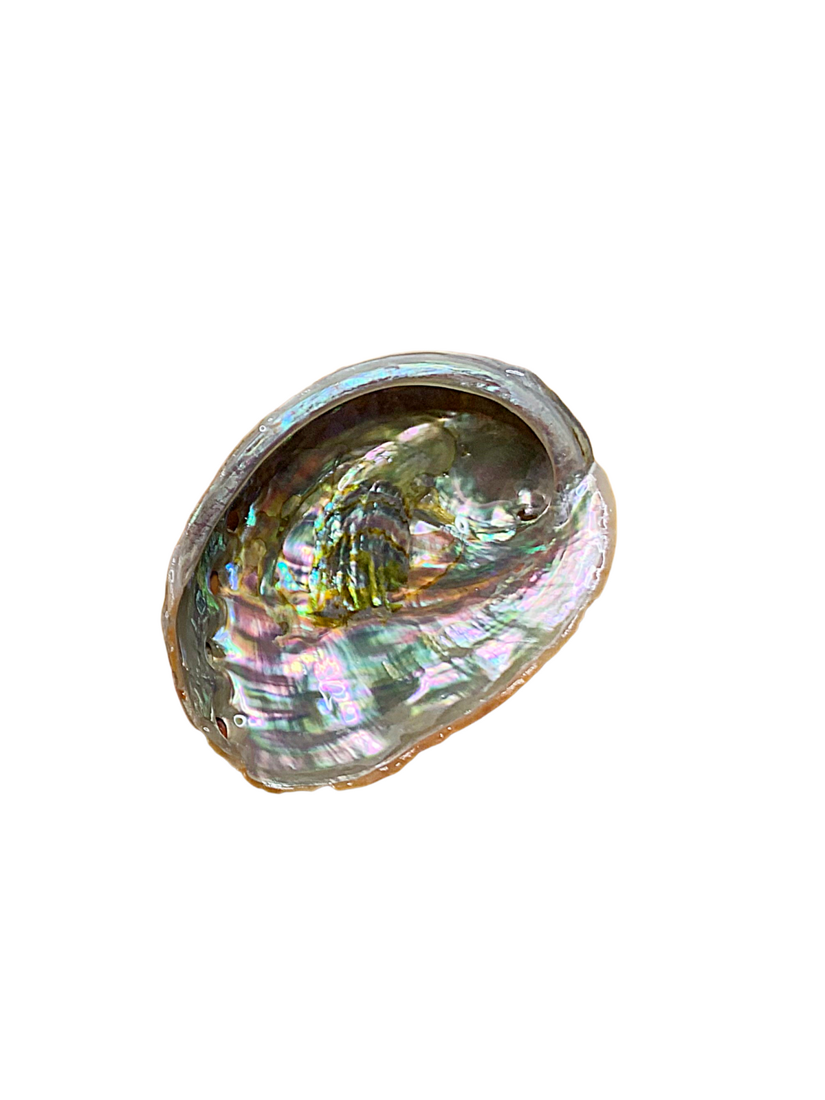 Small Abalone Shell 2.5-3"